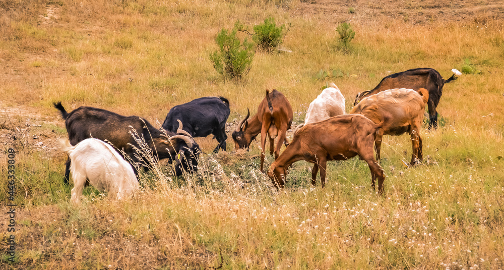 Greece, June 2018. Goats in the pasture