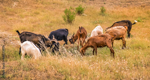 Fototapeta Naklejka Na Ścianę i Meble -  Greece, June 2018. Goats in the pasture