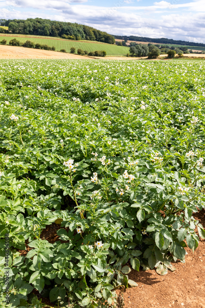 Potatoes in August growing on large fields on the Cotswolds near the village of Snowshill, Gloucestershire UK Potatoes in August growing on large fields on the Cotswolds near the village of Snowshill, Gloucestershire UK