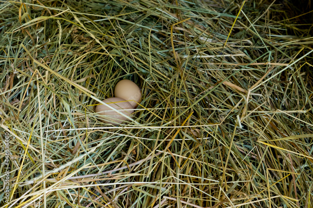 Two fresh Ñhicken eggs in the straw nest. Easter theme. Two fresh Ñhicken eggs in the straw nest. Easter theme.