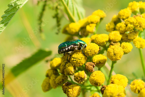 Obraz na płótnie Rose chafer beetle (cetonia aurata) on a common tansy (tanacetum vulgare) flowers. Summer nature photography w salonie