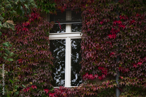 Beautiful view of red dense leaves on the wall framin a window photo