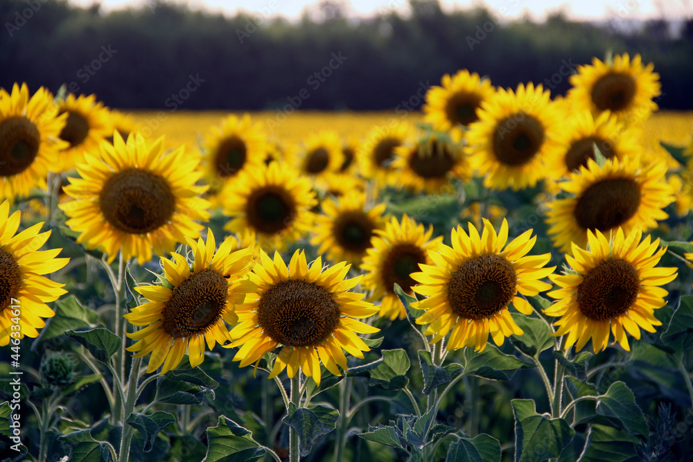 Obraz premium A field of sunflowers in the rays of the setting sun