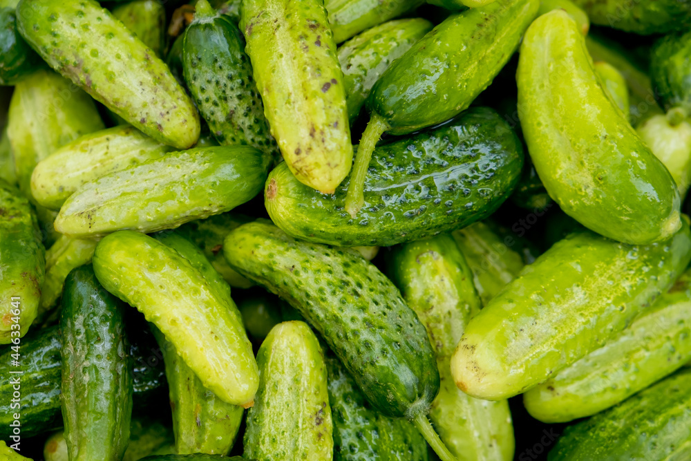 Close up of lots of fresh small cucumbers. Selective focus. Close up of lots of fresh small cucumbers. Selective focus.