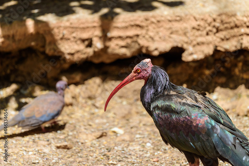 Northern bald ibis on a summer sunny day in the park. Ibis head close up.