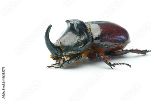 Rhino beetle close-up isolated on white background © Jeine