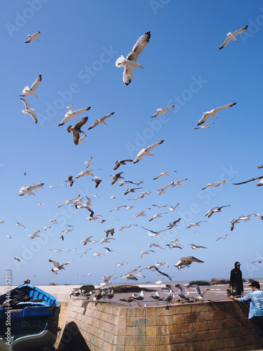 Seagulls in the blue skye