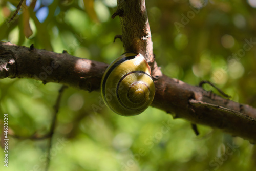 A grove snail (cepaea nemoralis) hiding inside shell on sea-buckthorn (hippophae rhamnoides) branch