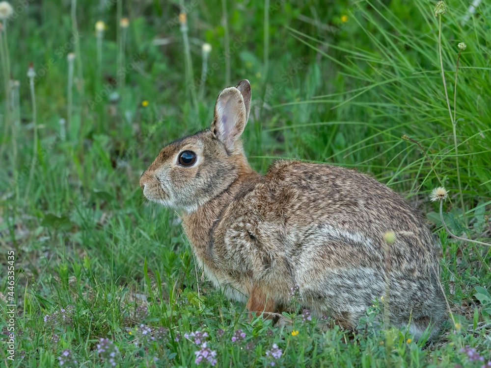 wild Hare (jackrabbit) resting in the grass and flowers wild Hare (jackrabbit) resting in the grass and flowers