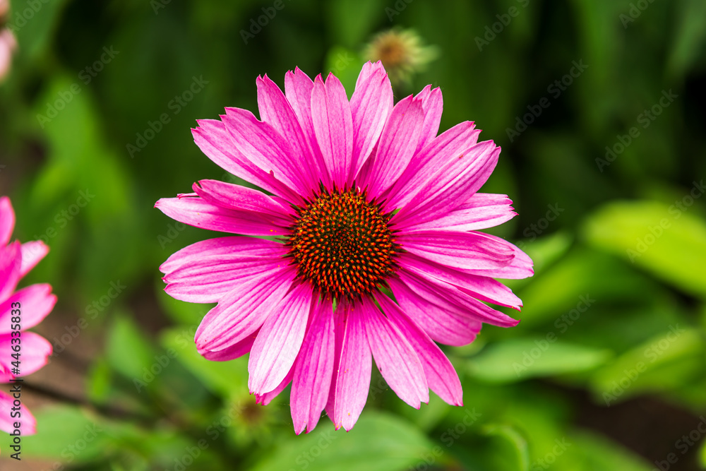 Purple coneflower, or echinacea, is a popular sun perennial. Purple coneflower, or echinacea, is a popular sun perennial.