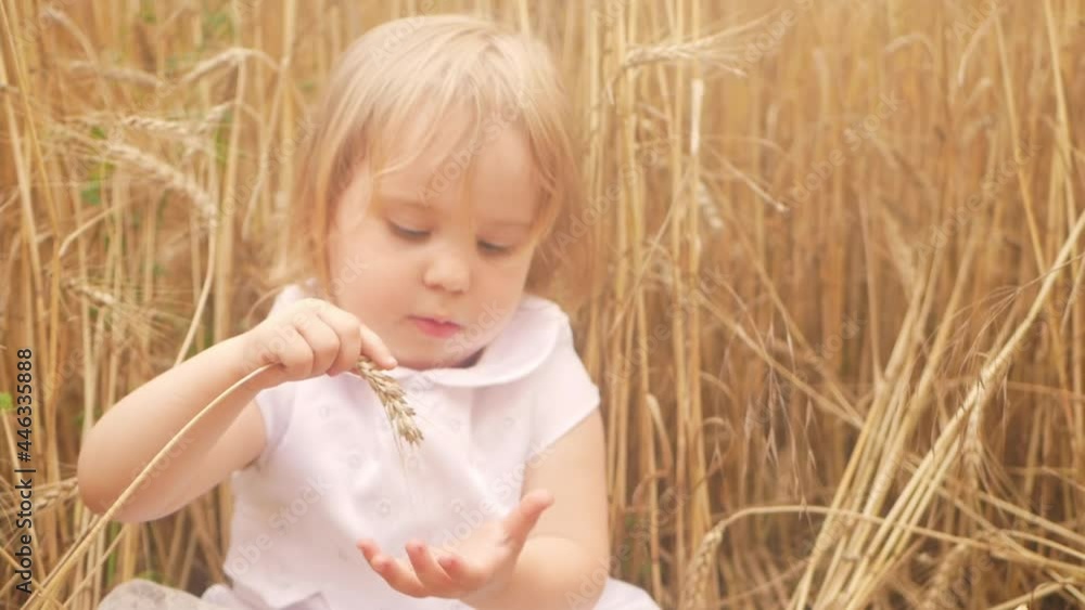 the child holds wheat, love for the harvest, happiness and a smile. Business, barley field at sunset, slow motion the child holds wheat, love for the harvest, happiness and a smile. Business, barley field at sunset, slow motion