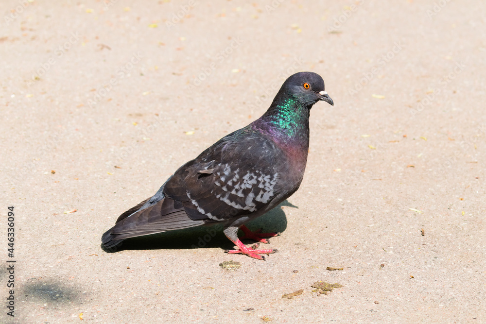 Common Pigeon (columba livia) stand on asphalt road in sunny day