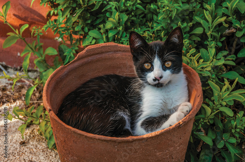 Tablou pe pânză Close-up of a cute kitten quietly lying inside a vase in a garden at a farmstead near Elvas