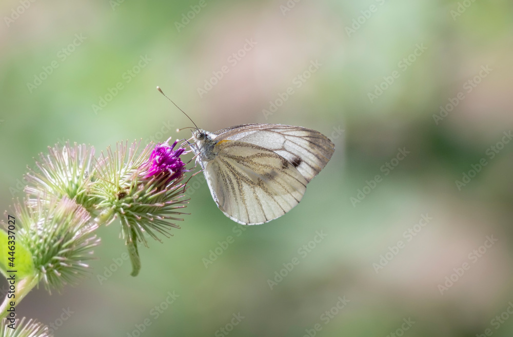 Retrato de Pieris Rapae Blanqueta de la Col, mariposa sobre flor rosa y fondo claro , en verano de 2021, en Cataluña, zona del Figaró. Retrato de Pieris Rapae Blanqueta de la Col, mariposa sobre flor rosa y fondo claro , en verano de 2021, en Cataluña, zona del Figaró.