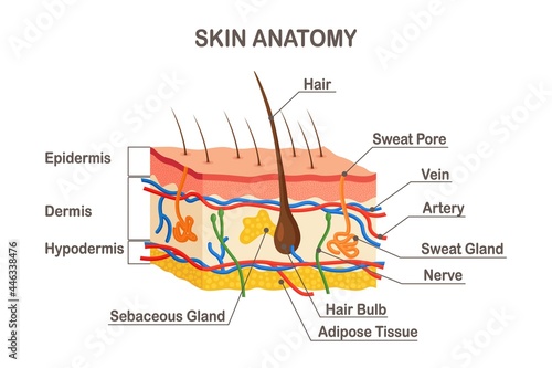 Human skin anatomy. Layered epidermis with hair bulb, sweat and sebaceous glands, artery, nerve and veins. Epidermis, dermis, hypodermis. Vector illustration