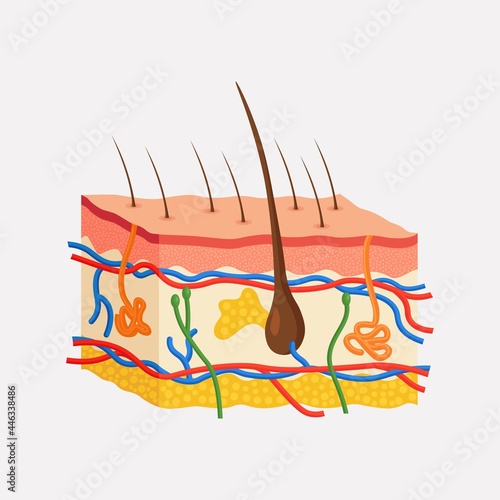 Human skin anatomy. Layered epidermis with hair bulb, sweat and sebaceous glands, artery, nerve and veins. Epidermis, dermis, hypodermis. Vector illustration