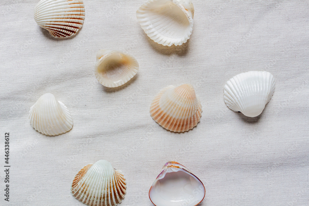 Beige seashells on a white cotton fabric background