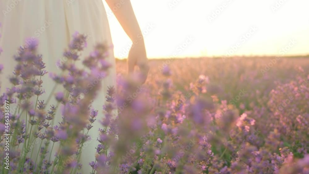 beautiful young woman in a dress, lavender field at sunset. Love of nature, aromatherapy, oil. Screensaver, background, footage. Tenderness, joy and happiness. sky, copy space beautiful young woman in a dress, lavender field at sunset. Love of nature, aromatherapy, oil. Screensaver, background, footage. Tenderness, joy and happiness. sky, copy space
