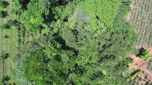 aerial view of trees - drone