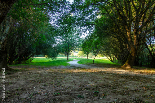 Walk in the green park
