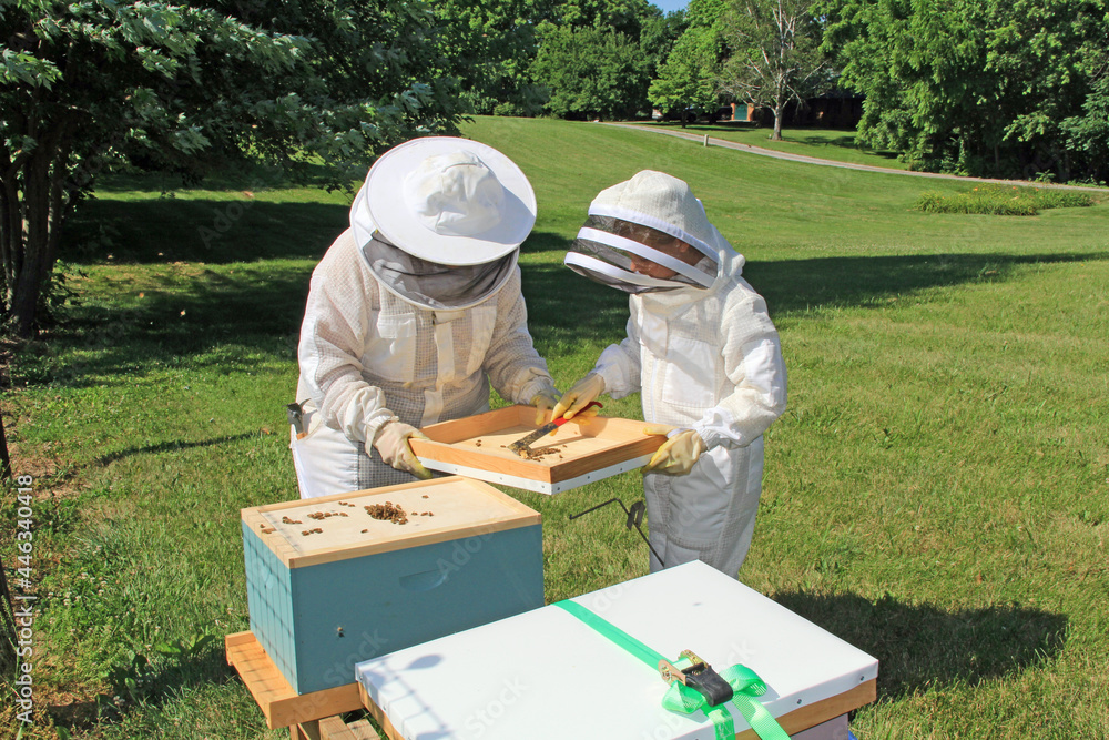 Mother teaching her daughter how to remove burr comb from a Langstroth beehive lid with green plant background copy space. Mother teaching her daughter how to remove burr comb from a Langstroth beehive lid with green plant background copy space.
