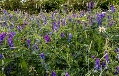 Beautiful view of a field of baikal skullcap Scutellaria baicalensis flowers on a sunny day photo