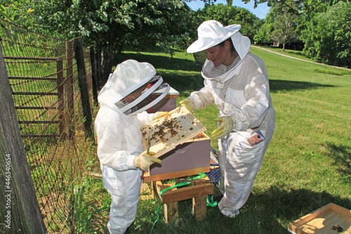 Mother teaching a child how to check for the queen bee on the inner lid of a Langstroth beehive with green plant and background copy space. 