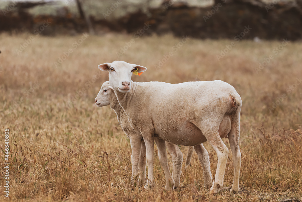 Sheep with baby in a field