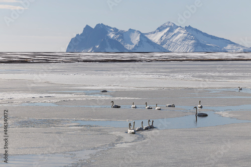 flock of wild swans in frosty natural environment