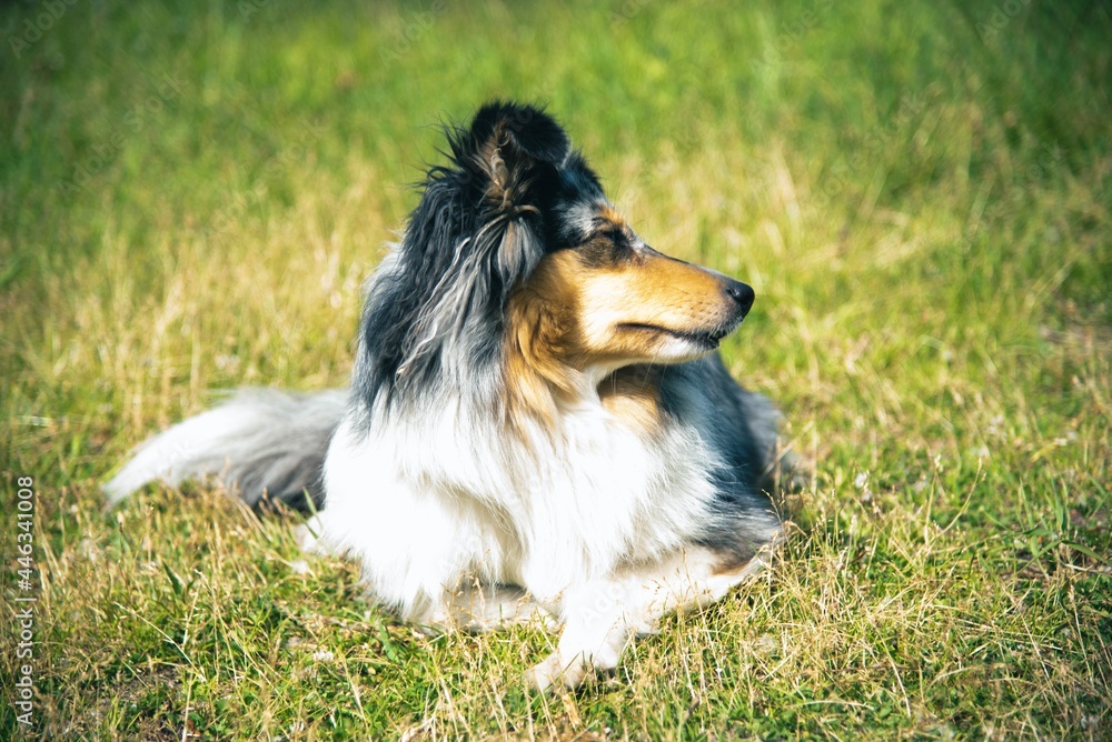 Cute Marble Dog Shetland Shepherd on Green Grass