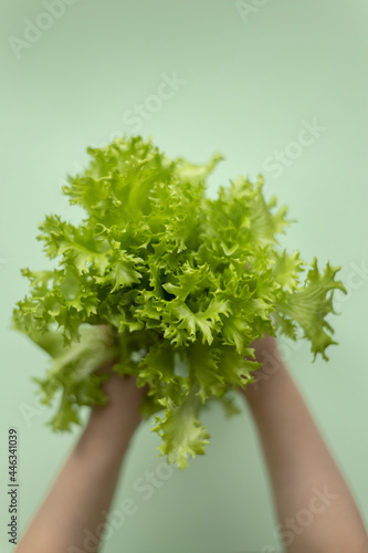 Top view of green leaf lettuce in the hands on green backgroundk photo