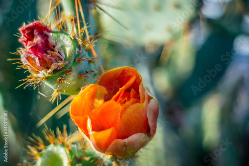 A long slender spiny cactus in Yuma, Arizona
