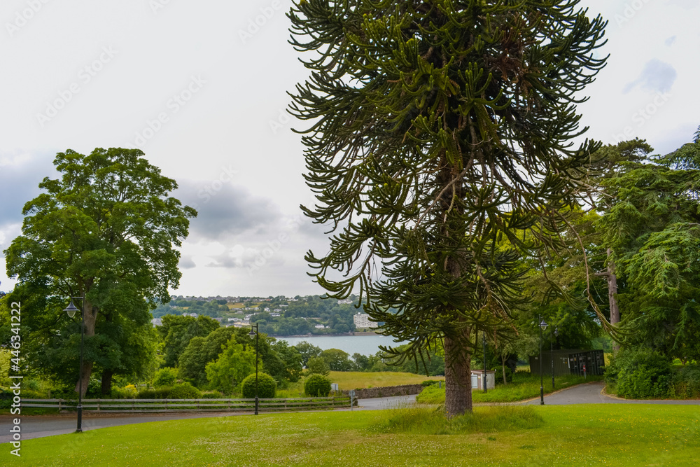 Obraz premium View of the inflow of the city of Bangor in the park. Big green tree and sea on the horizon