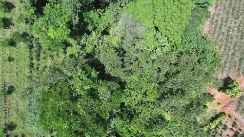 aerial view of trees - drone 