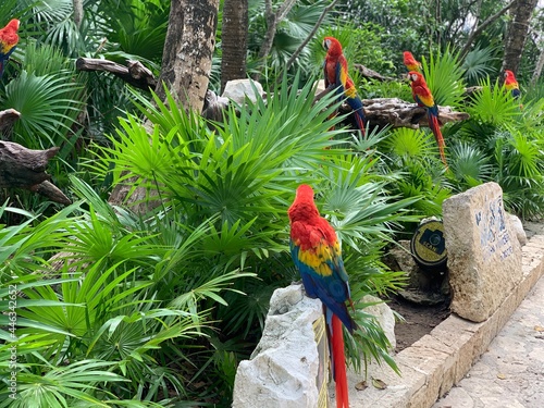 Red and yellow macaw