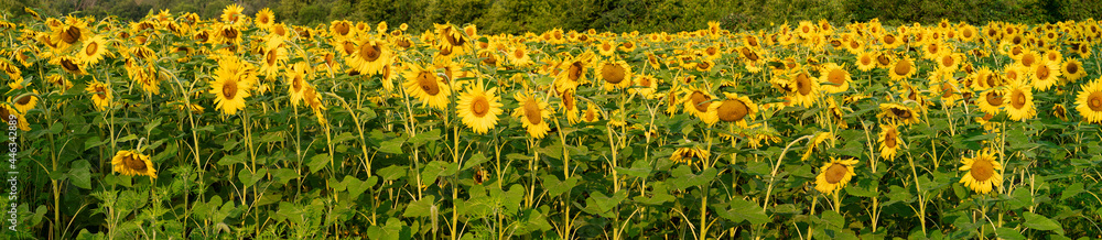 653-18 Sunflower Panorama 653-18 Sunflower Panorama