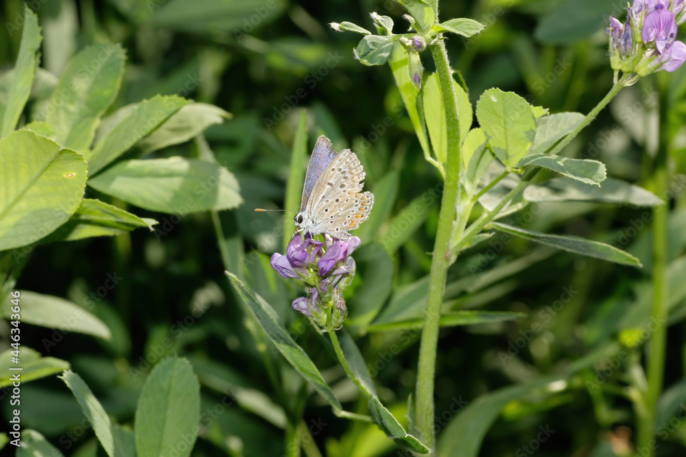Macro shots, beautiful nature scene. Zoom in on a beautiful butterfly sitting on the flower in a summer garden. Macro shots, beautiful nature scene. Zoom in on a beautiful butterfly sitting on the flower in a summer garden.