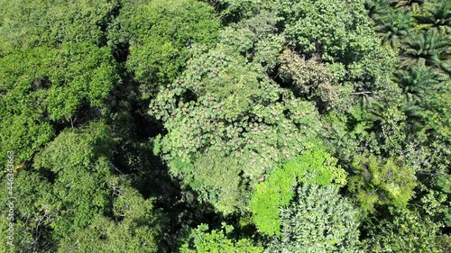 aerial view of trees - drone