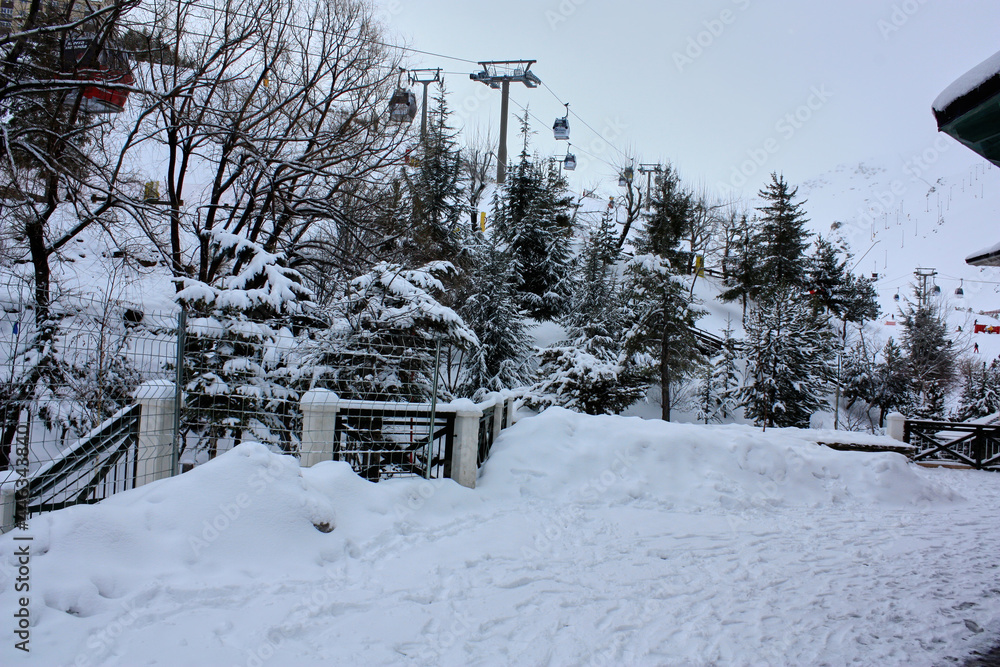 Obraz premium Scenic image of fir tree. Freezing day, quiet winter scene - Explore the beauty of the land. Tourism concept.