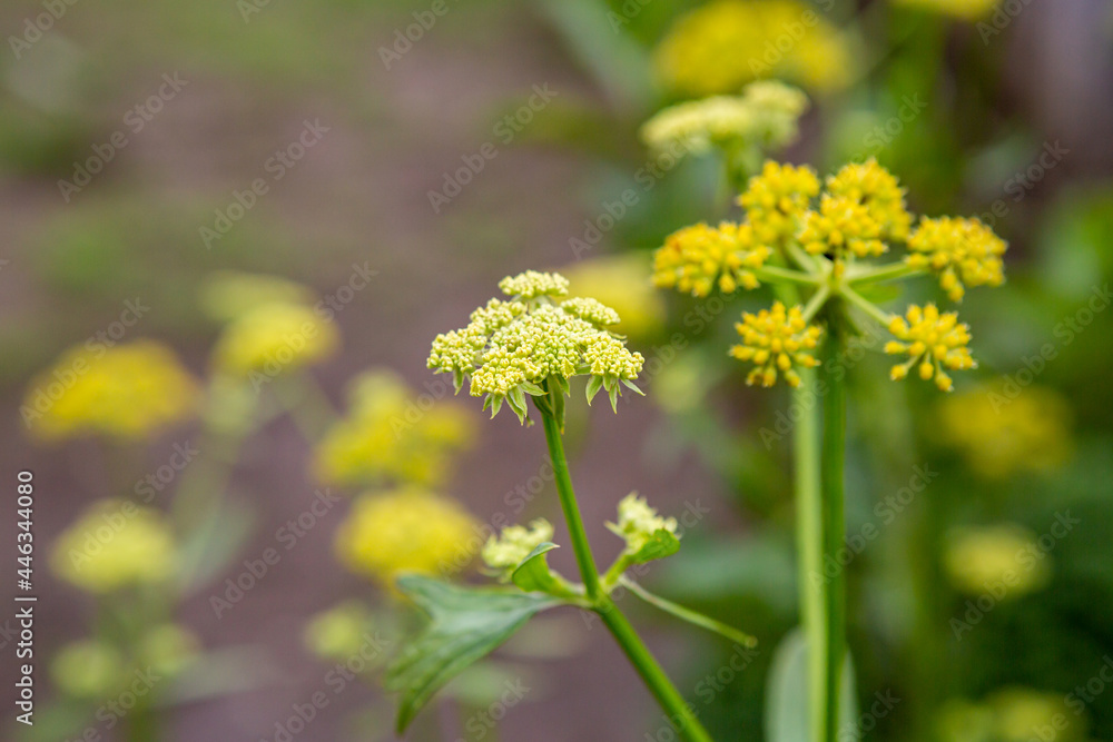 Sweet fennel (Foeniculum vulgare) flower in the garden Sweet fennel (Foeniculum vulgare) flower in the garden