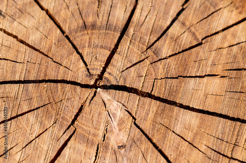 Wood texture in a tree trunk