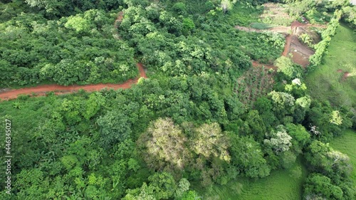 tree in the forest - aerial view of trees - drone