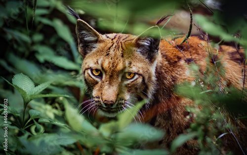 lynx looking for his prey