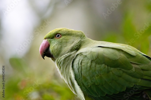 Parakeet