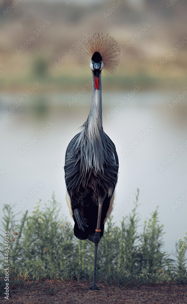 Fototapeta premium Vertical shot of a Black-crowned crane perched on a shore with a lake in the blurry background