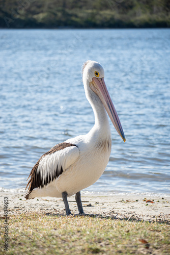 Side View of Pelican Standing on a Riverside.Isolated Pelican. Wild Animal Concept.Vertical image