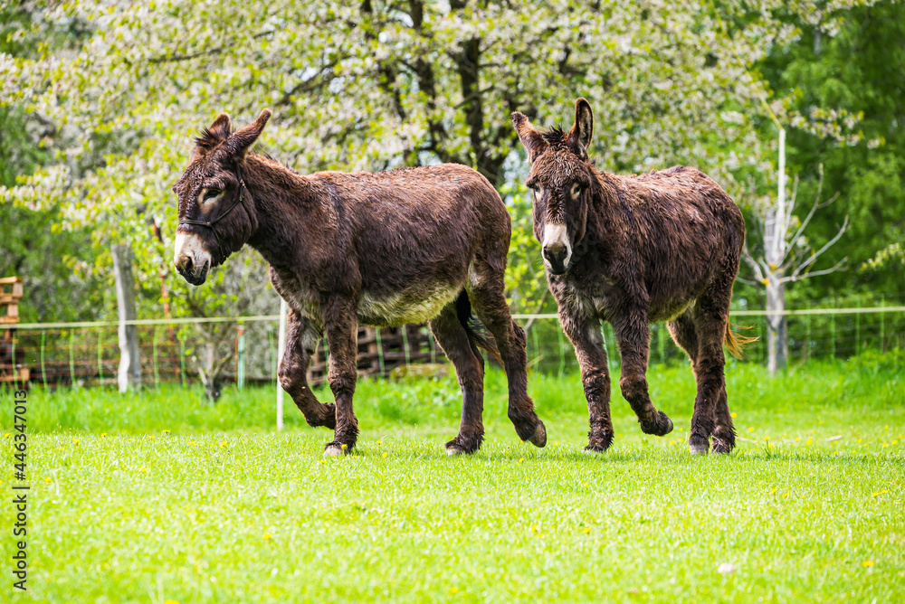 Two brown donkeys in Spring meadow in Czech republic Two brown donkeys in Spring meadow in Czech republic