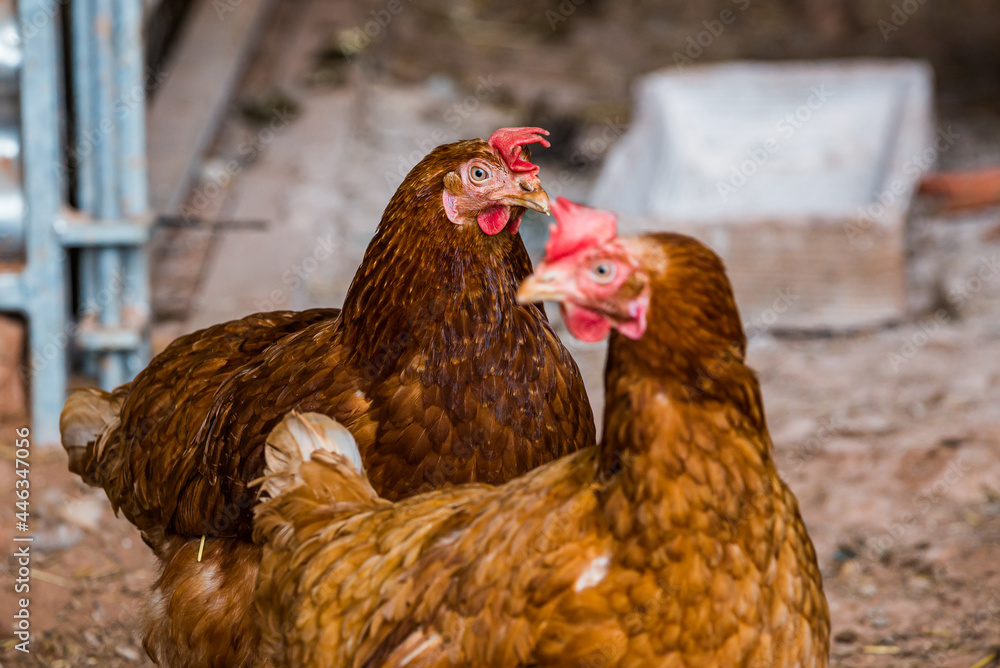 Ginger hens in small farm in Czech republic