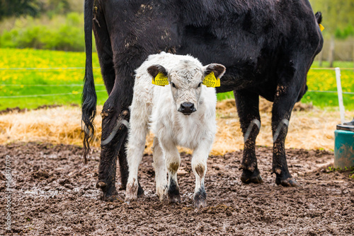 Cute white furry calf with yellow marks in ears hiding by big brown cow. photo