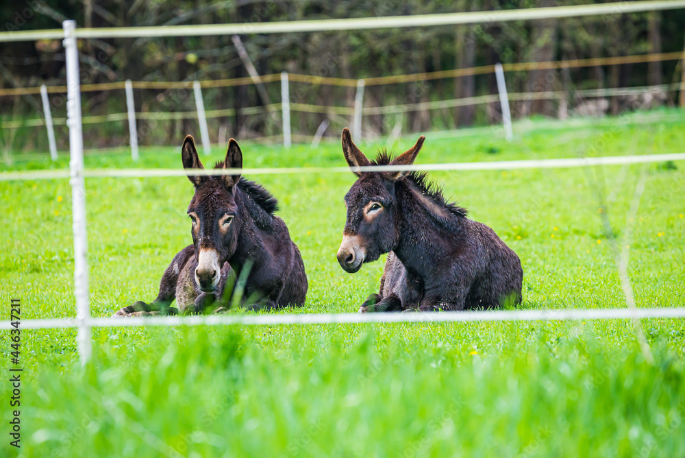 Two brown donkeys in Spring meadow in Czech republic Two brown donkeys in Spring meadow in Czech republic